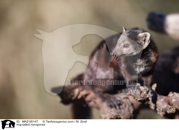 ring-tailed mongoose / MAZ-06147