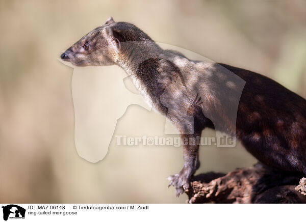 ring-tailed mongoose / MAZ-06148