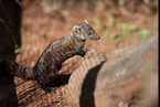ring-tailed mongoose
