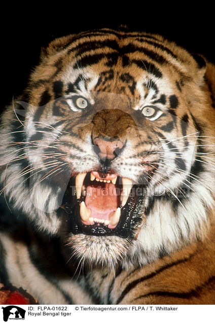 Indischer Tiger / Royal Bengal tiger / FLPA-01622