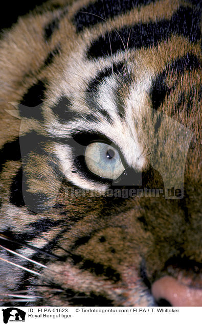 Royal Bengal tiger / FLPA-01623