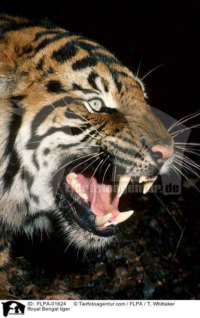 Indischer Tiger / Royal Bengal tiger / FLPA-01624