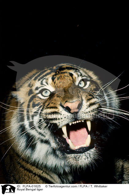 Royal Bengal tiger / FLPA-01625