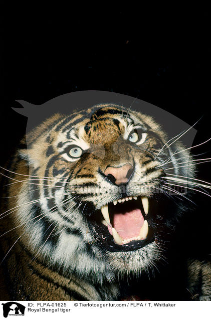 Indischer Tiger / Royal Bengal tiger / FLPA-01625
