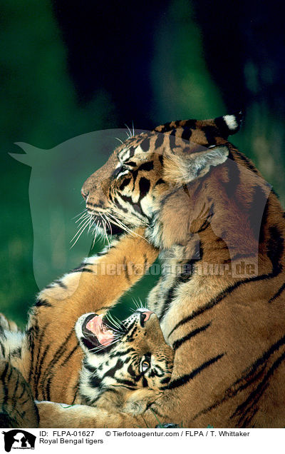 Royal Bengal tigers / FLPA-01627