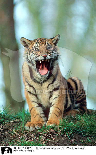 Indischer Tiger / Royal Bengal tiger / FLPA-01628