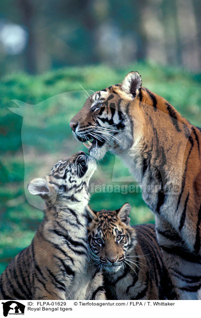Indische Tiger / Royal Bengal tigers / FLPA-01629