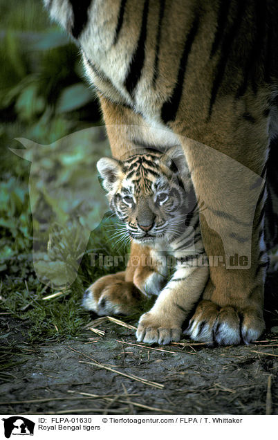 Indische Tiger / Royal Bengal tigers / FLPA-01630
