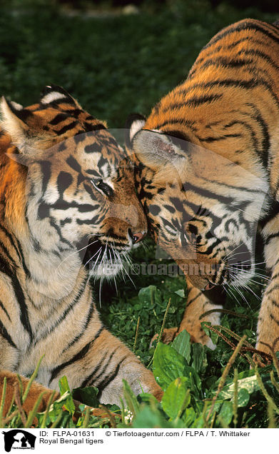 Royal Bengal tigers / FLPA-01631