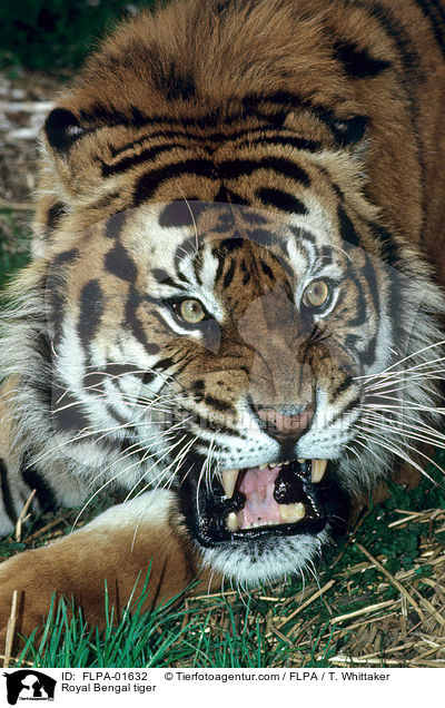 Indischer Tiger / Royal Bengal tiger / FLPA-01632