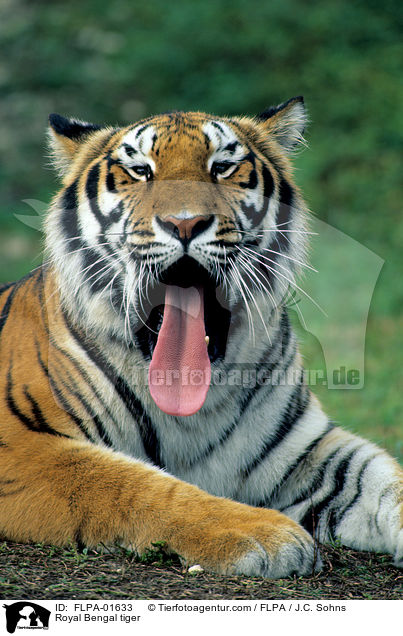 Royal Bengal tiger / FLPA-01633