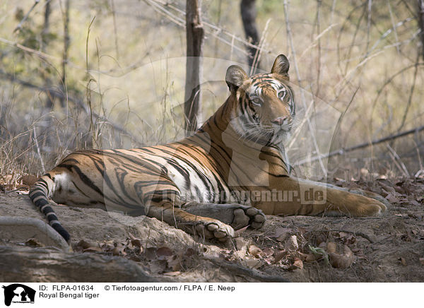 Royal Bengal tiger / FLPA-01634