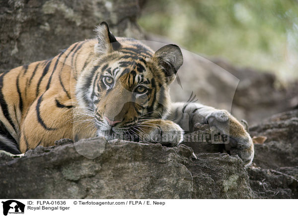 Royal Bengal tiger / FLPA-01636