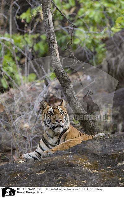 Royal Bengal tiger / FLPA-01638