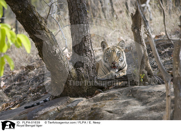 Royal Bengal tiger / FLPA-01639
