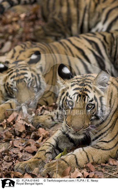 Indische Tiger / Royal Bengal tigers / FLPA-01640