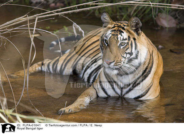 Indischer Tiger / Royal Bengal tiger / FLPA-01641