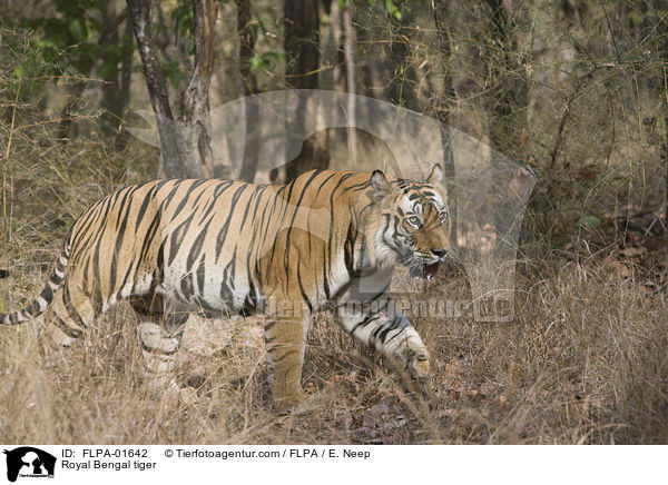 Royal Bengal tiger / FLPA-01642