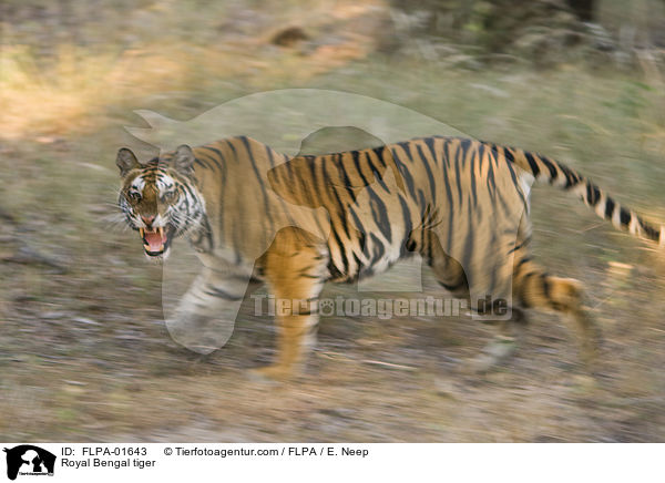 Indischer Tiger / Royal Bengal tiger / FLPA-01643