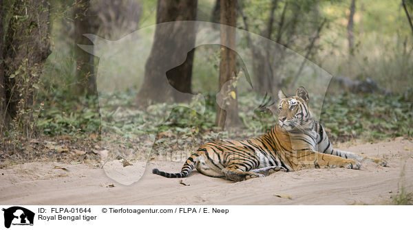 Royal Bengal tiger / FLPA-01644