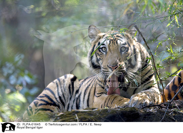 Indischer Tiger / Royal Bengal tiger / FLPA-01645