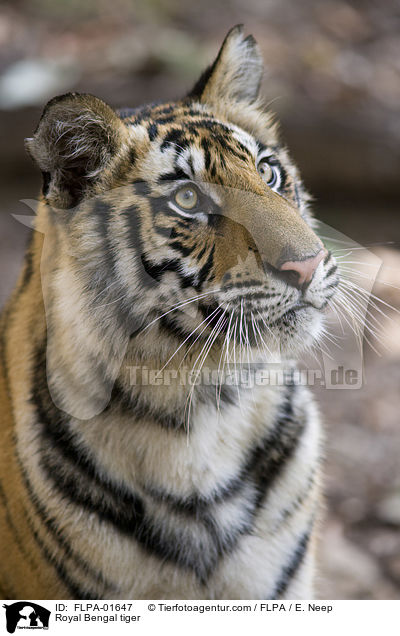 Indischer Tiger / Royal Bengal tiger / FLPA-01647