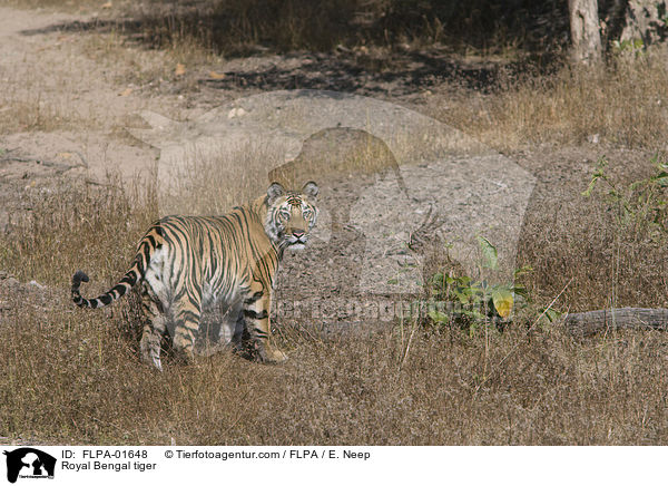 Royal Bengal tiger / FLPA-01648