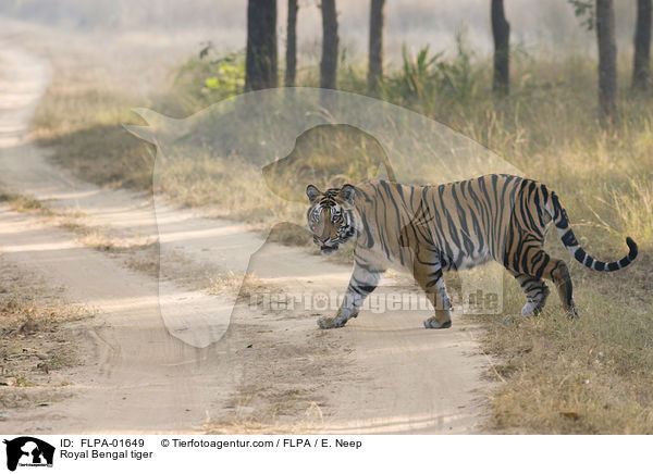 Indischer Tiger / Royal Bengal tiger / FLPA-01649