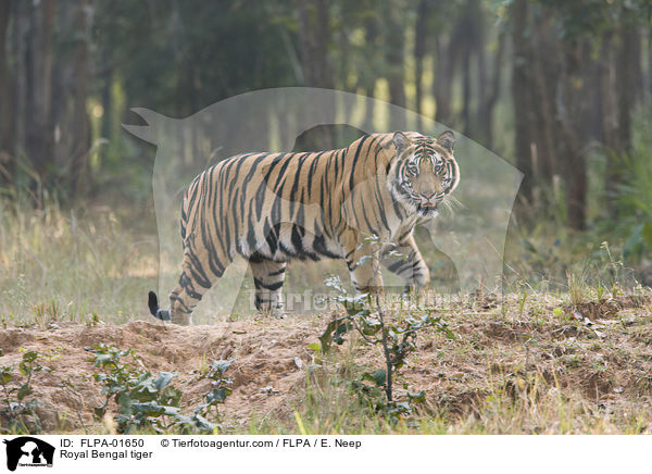 Royal Bengal tiger / FLPA-01650