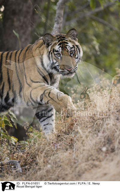 Indischer Tiger / Royal Bengal tiger / FLPA-01651