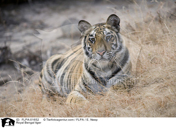 Royal Bengal tiger / FLPA-01652