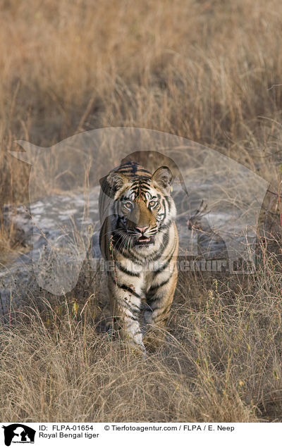 Royal Bengal tiger / FLPA-01654