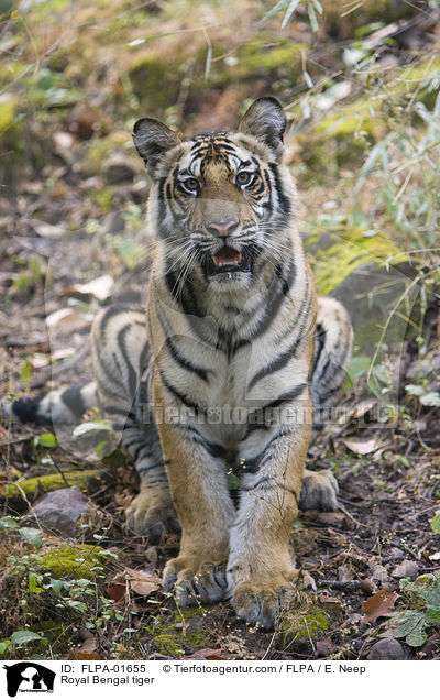 Indischer Tiger / Royal Bengal tiger / FLPA-01655