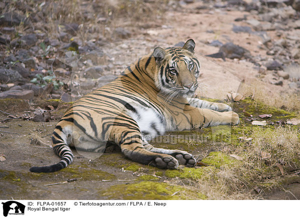 Royal Bengal tiger / FLPA-01657
