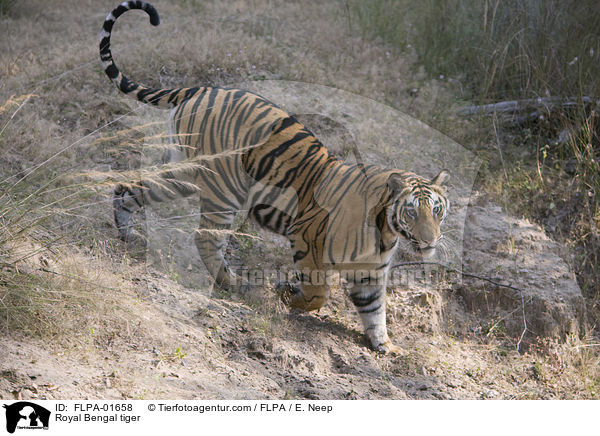 Indischer Tiger / Royal Bengal tiger / FLPA-01658