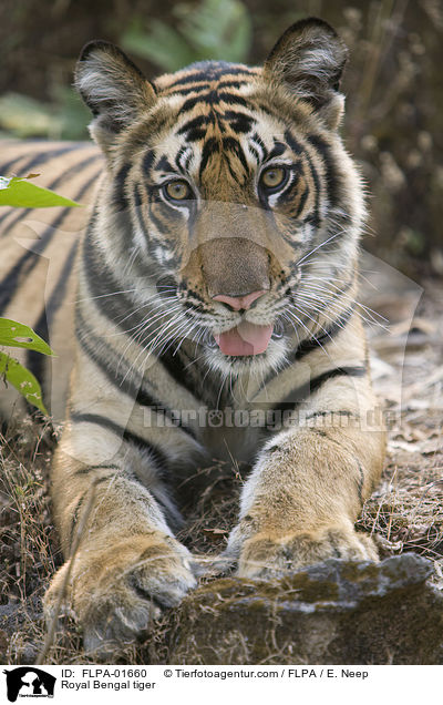 Indischer Tiger / Royal Bengal tiger / FLPA-01660