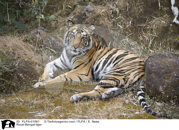 Indischer Tiger / Royal Bengal tiger / FLPA-01661