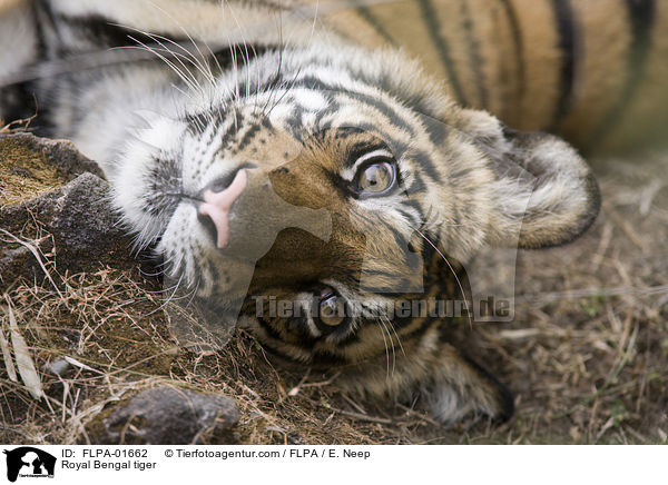 Royal Bengal tiger / FLPA-01662