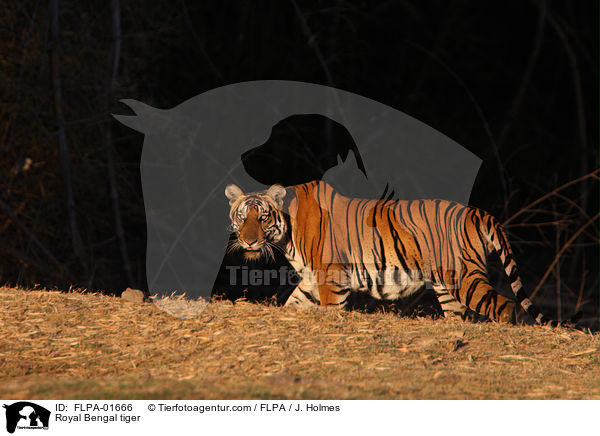 Indischer Tiger / Royal Bengal tiger / FLPA-01666