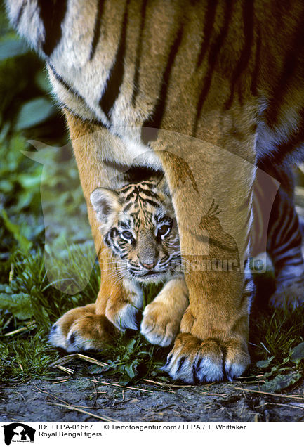 Royal Bengal tigers / FLPA-01667