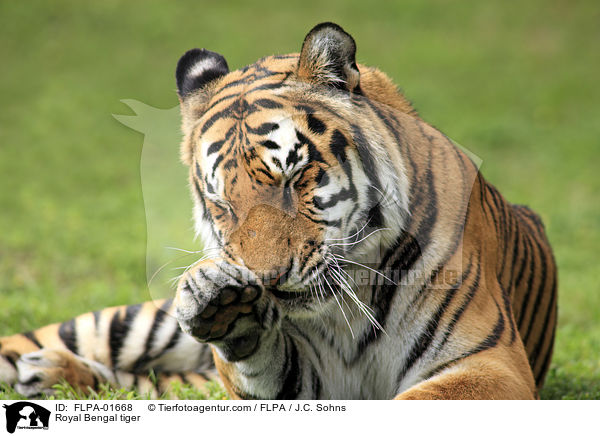 Royal Bengal tiger / FLPA-01668