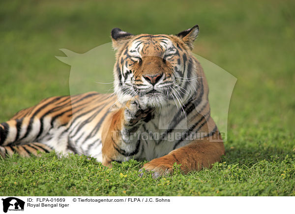Royal Bengal tiger / FLPA-01669