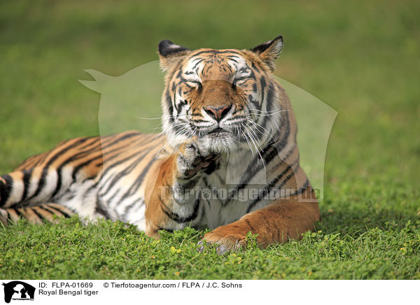 Indischer Tiger / Royal Bengal tiger / FLPA-01669