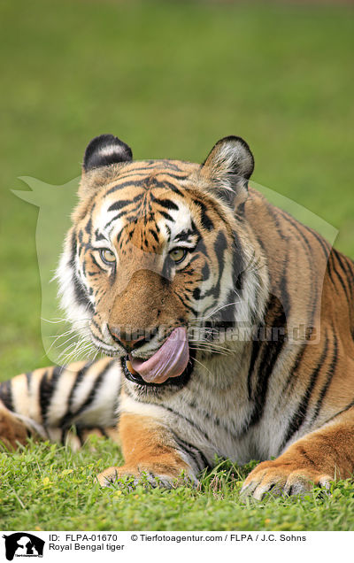 Indischer Tiger / Royal Bengal tiger / FLPA-01670