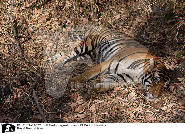 Royal Bengal tiger / FLPA-01672