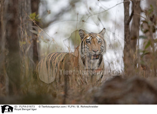 Royal Bengal tiger / FLPA-01673