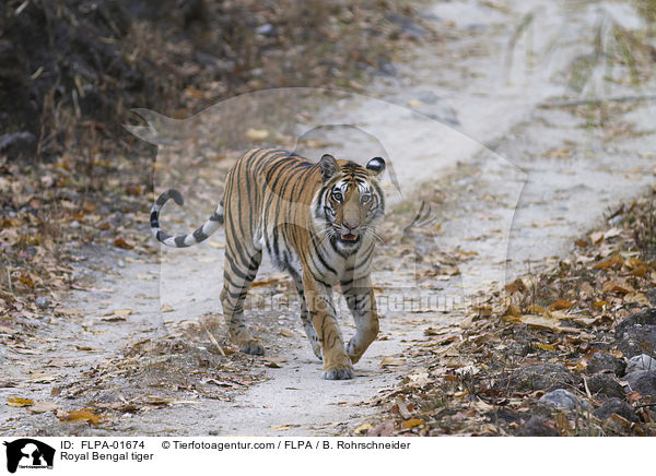 Indischer Tiger / Royal Bengal tiger / FLPA-01674