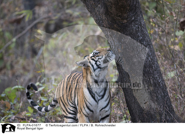 Royal Bengal tiger / FLPA-01677