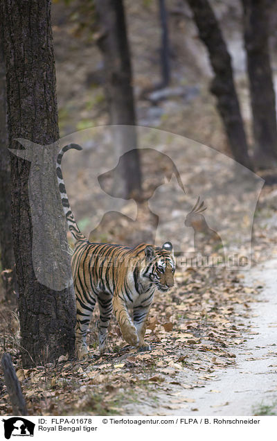 Indischer Tiger / Royal Bengal tiger / FLPA-01678