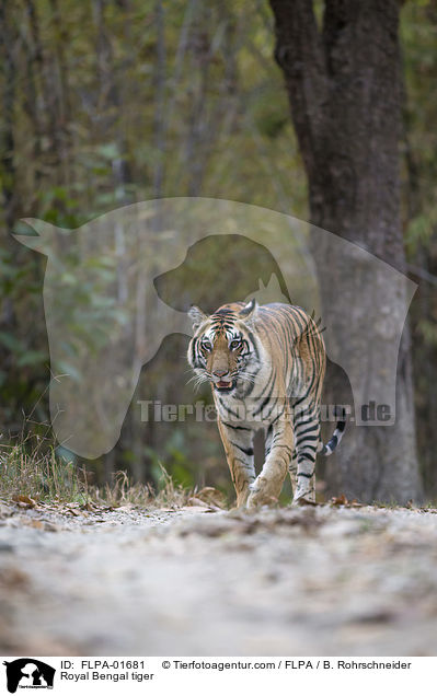 Royal Bengal tiger / FLPA-01681